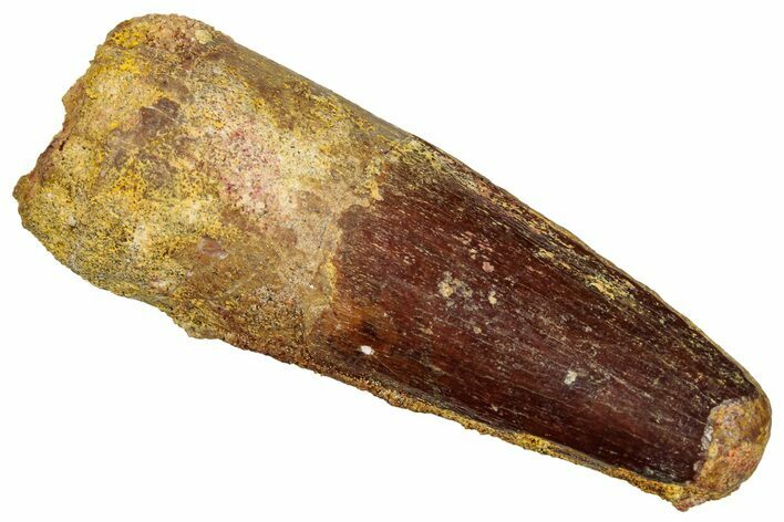 Fossil Spinosaurus Tooth - Real Dinosaur Tooth #329703